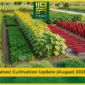 Latest Cultivation Update (August 2025)